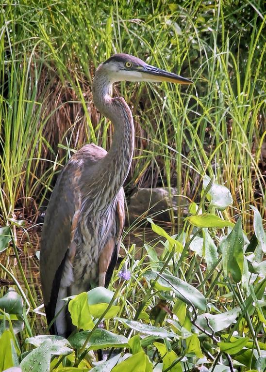 Name:  great_blue_8-5-14_saltmarsh_pond_2a.jpg
Views: 518
Size:  122.4 KB