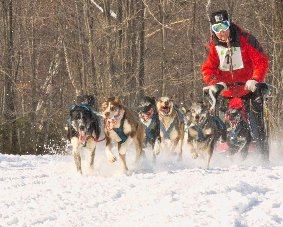 Name:  sled_dog_2014_day_far_cold-qpr.jpg
Views: 1464
Size:  132.2 KB