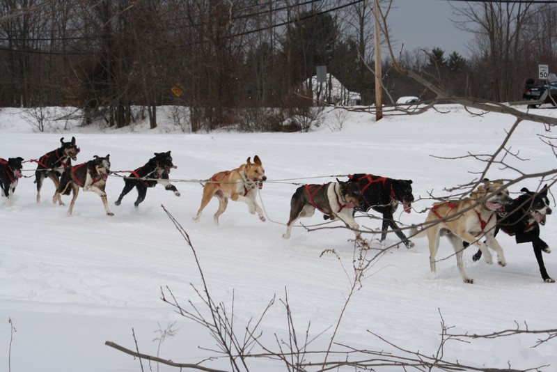 Name:  Laconia Sled Dog a smaller 01.jpg
Views: 2239
Size:  121.7 KB