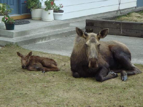 Name:  Moose Rest Time.jpg
Views: 695
Size:  42.9 KB