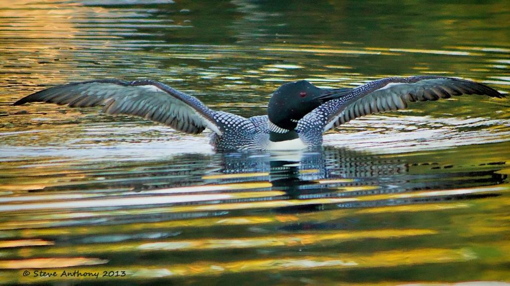 Name:  Winnisquam Loon 9-17-13.jpg
Views: 790
Size:  112.1 KB