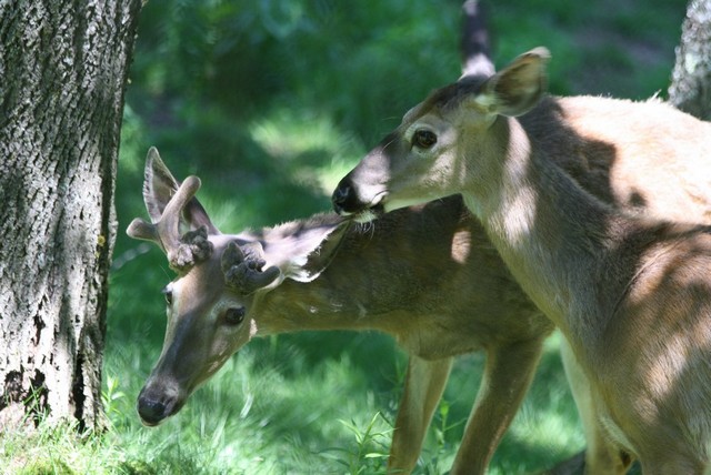 Name:  Squam Lake Science Ctr 6-19-11a 002.jpg
Views: 420
Size:  101.0 KB