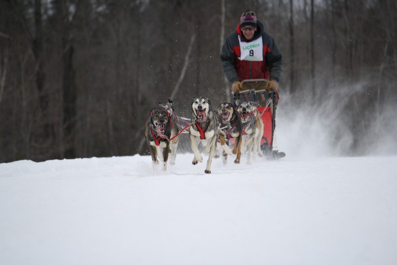 Name:  Laconia Sled Dog a smaller 13.jpg
Views: 2442
Size:  67.2 KB