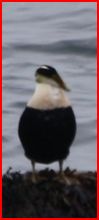 Name:  Mystery Bird Acadia National Park.JPG
Views: 738
Size:  11.9 KB