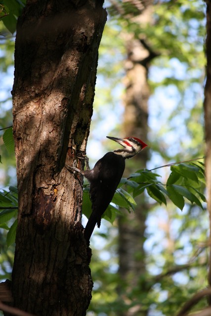 Name:  Woodpecker 5-14-10 08.jpg
Views: 769
Size:  93.8 KB