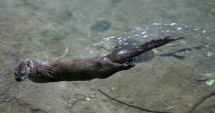 Name:  River Otter.jpg
Views: 3259
Size:  7.9 KB