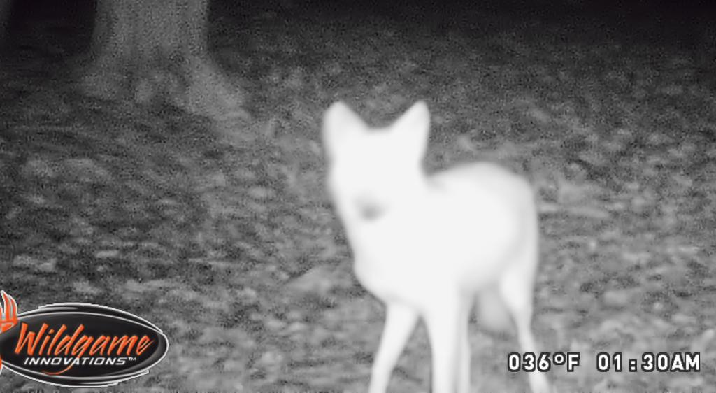 Name:  Coyote.jpg
Views: 1134
Size:  71.0 KB