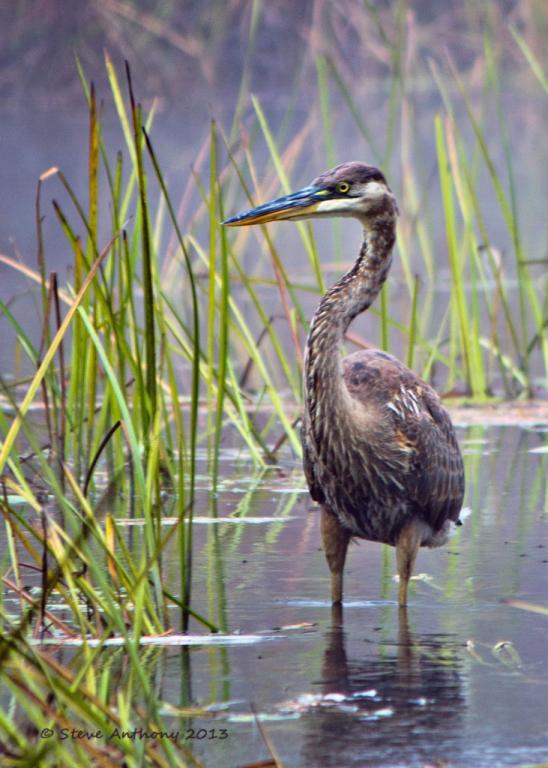 Name:  Great Blue Heron Alton sig.jpg
Views: 544
Size:  64.3 KB