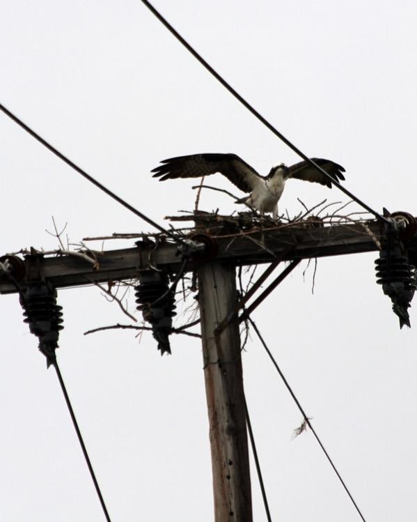 Name:  laconia_osprey_rebuilding_nest-2.jpg
Views: 1132
Size:  36.7 KB