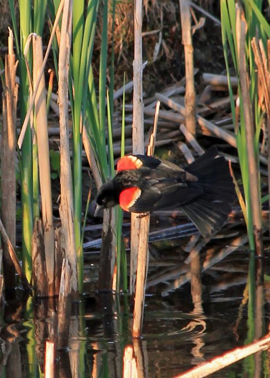 Name:  Redwing Blackbird #1.jpg
Views: 339
Size:  76.1 KB