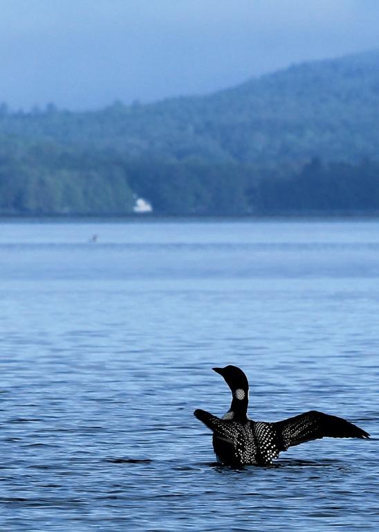 Name:  Loons Winni 5-23-12 #2.jpg
Views: 715
Size:  46.5 KB