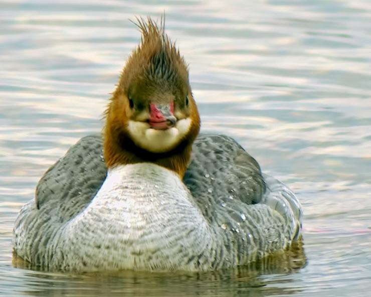 Name:  Bad Hair Day Merganser2ab.jpg
Views: 1881
Size:  53.0 KB