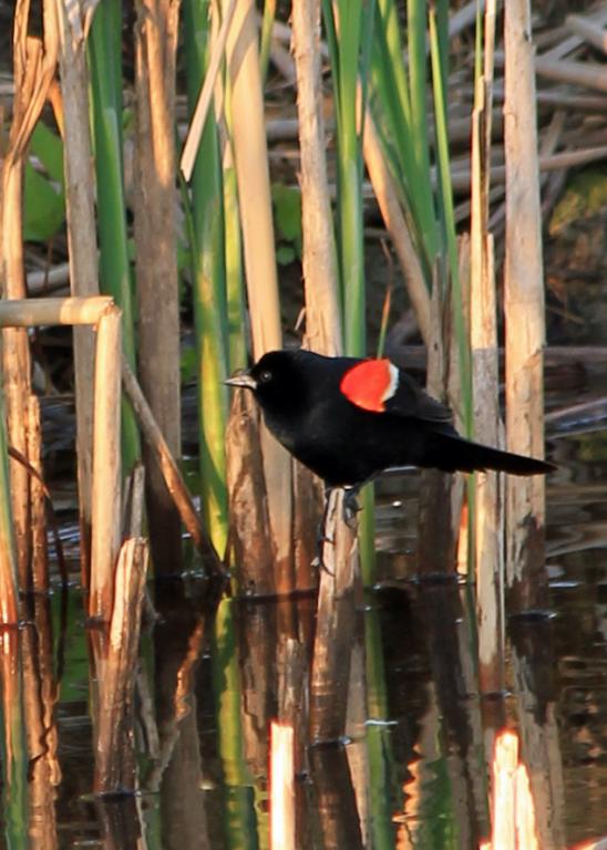 Name:  Redwing Blackbird #2.jpg
Views: 315
Size:  64.5 KB