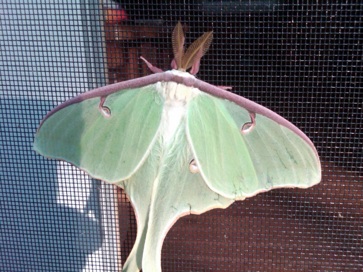 Name:  Luna Moth.jpg
Views: 502
Size:  209.4 KB