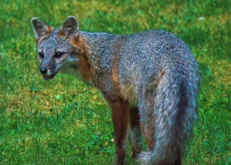 Name:  gray fox Gilford 7-7-13.jpg
Views: 1092
Size:  86.4 KB