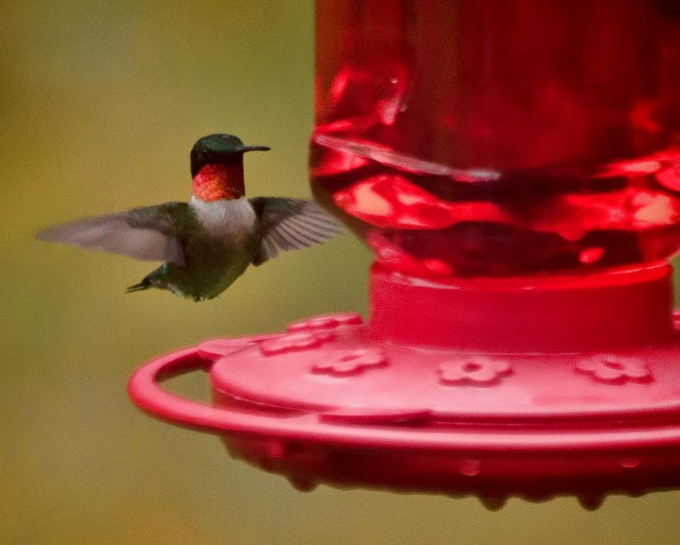 Name:  Male Hummingbird Gilford 5-22-13.jpg
Views: 1397
Size:  65.0 KB