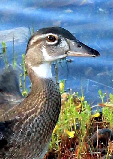 Name:  wood_duck_1.jpg
Views: 499
Size:  40.2 KB