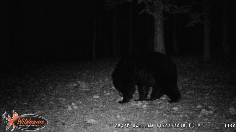 Name:  trail_cam_bear_11-6-15.jpg
Views: 1957
Size:  40.4 KB