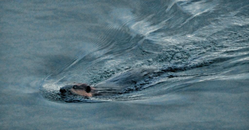 Name:  River Otter 4-16-13-qpr.jpg
Views: 7194
Size:  69.4 KB