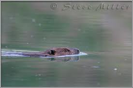 Name:  images[5 Beaver Swimming].jpg
Views: 2917
Size:  4.4 KB