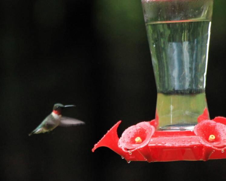 Name:  first_hummingbird_2012.jpg
Views: 2169
Size:  30.6 KB