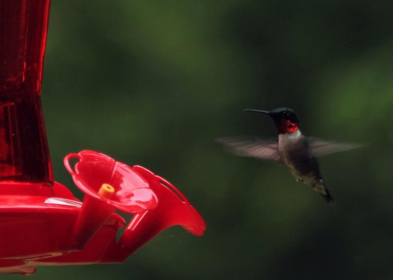 Name:  hummingbird_6-19-12_1.jpg
Views: 1448
Size:  23.5 KB