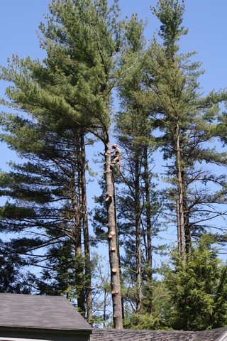 Name:  Tree Work 6.jpg
Views: 2400
Size:  101.4 KB