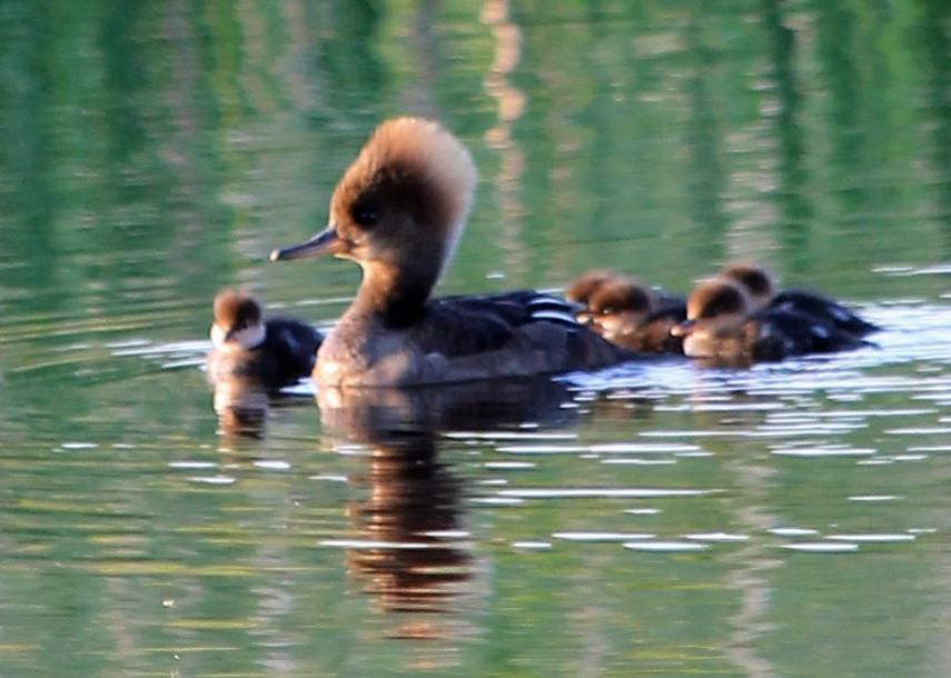 Name:  hooded_merganser_female_and_chicks-qpr.jpg
Views: 659
Size:  63.1 KB