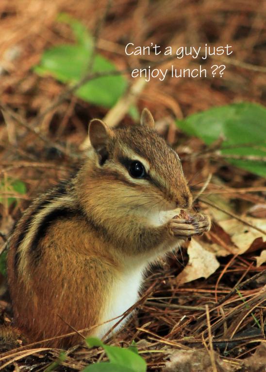 Name:  chipmonk #2a copy.jpg
Views: 1459
Size:  68.5 KB