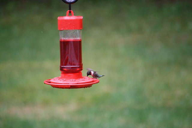 Name:  Hummingbird 1.jpg
Views: 1164
Size:  47.9 KB