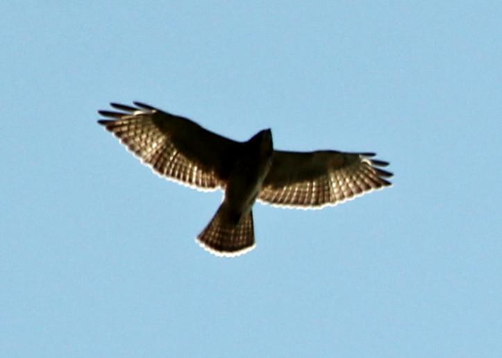 Name:  Hawk #2.jpg
Views: 419
Size:  20.3 KB