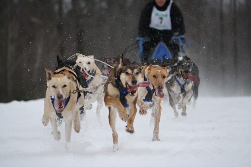 Name:  Laconia Sled Dog a smaller 09.jpg
Views: 2511
Size:  90.6 KB