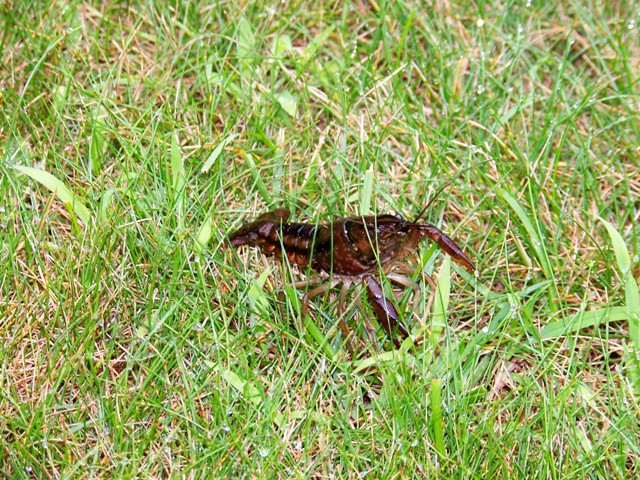 Name:  3 Cray Fish 7-25.jpg
Views: 9904
Size:  190.8 KB