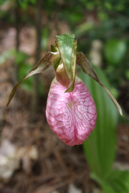 Name:  Lady Slippers 2.jpg
Views: 456
Size:  74.8 KB