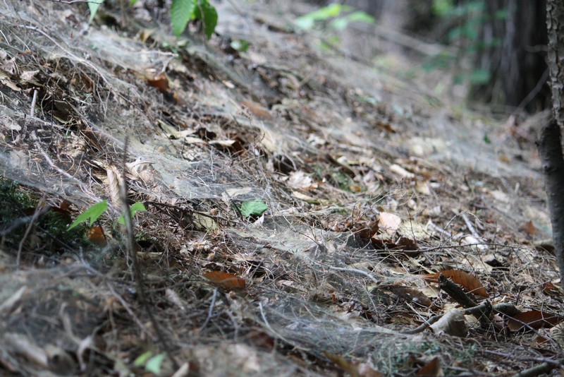 Name:  Lady Slippers and ground spiders 16.jpg
Views: 2392
Size:  175.5 KB