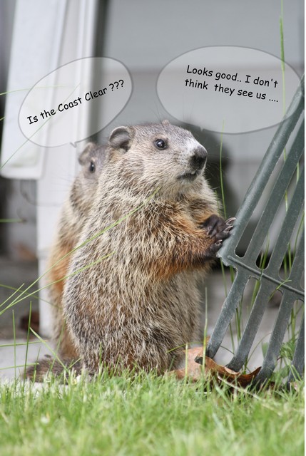 Name:  LSP Woodchuck 2.jpg
Views: 623
Size:  90.3 KB