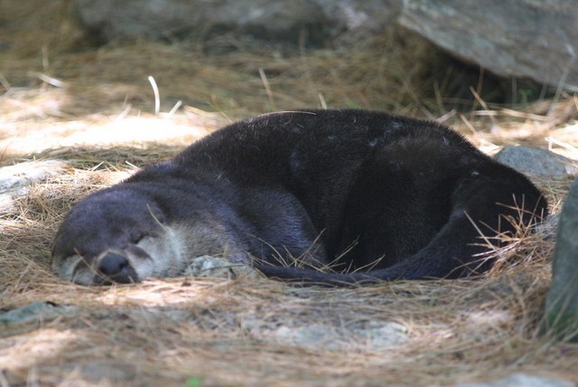 Name:  Squam Lake Science Ctr 6-19-11a 003.jpg
Views: 364
Size:  85.9 KB