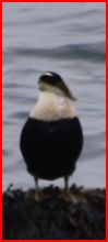 Name:  Mystery Bird Acadia National Park.JPG
Views: 740
Size:  11.9 KB