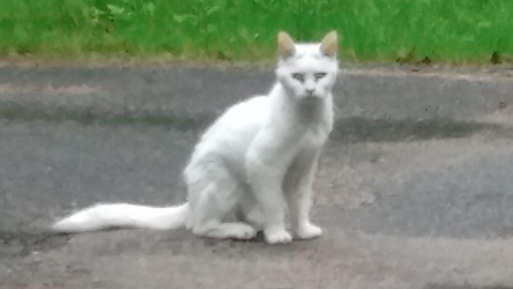 Name:  lost white cat 2.jpg
Views: 811
Size:  37.7 KB