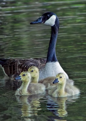 Name:  goslings_with_mom_background_fixed-qpr.jpg
Views: 3747
Size:  34.8 KB