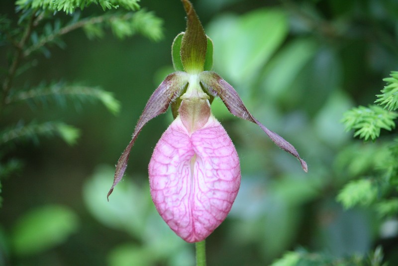 Name:  Lady Slippers and ground spiders 08.jpg
Views: 1587
Size:  86.1 KB