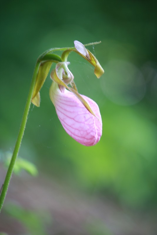 Name:  Lady Slippers and ground spiders 09.jpg
Views: 1593
Size:  54.5 KB