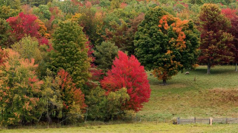 Name:  sheep_farm_foliage_9-30-14_4.jpg
Views: 3199
Size:  84.1 KB