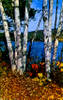 birches.jpg