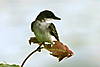IMG_0275_2.JPG