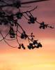 Wolfeboro_Chronicle27.jpg