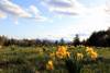 Wolfeboro_Chronicle4.jpg