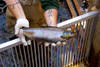 Salmon3.jpg