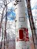199Bear_tree_at_Castle_006.jpg