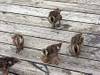 199Ducks_on_dock.jpg